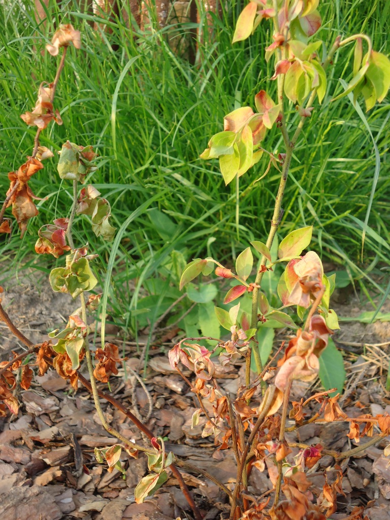 голубика, голубика высокорослая, полив голубики, как часто поливать голубику